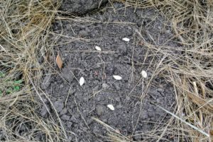 Seed orientation makes no difference to germination or growth. The important thing is to keep them consistently moist. Pumpkins are 80 to 90-percent water depending on the variety, and adequate moisture is crucial for healthy, productive plants.